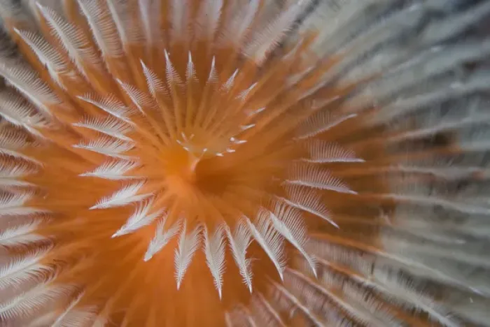 Framed Print : Indian Ocean, Indonesia, Papua, Fakfak. Close-up of feather-duster worm. Credit as Framed Print : Indian Ocean, Indonesia, Papua, Fakfak. Close-up of feather-duster worm. Credit as