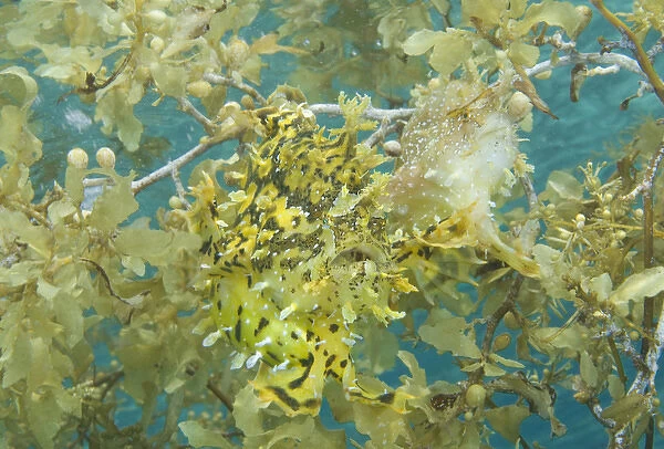 Indian Ocean, Indonesia, Papua, Fakfak. Two frogfish camouflaged in seaweed. Credit as