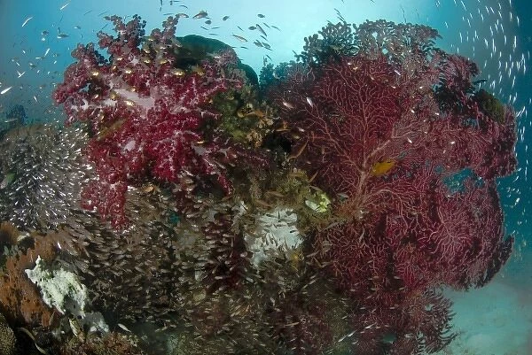 Indian Ocean, Indonesia, Papua, Raja Ampat. Reef panorama of soft coral, seafans