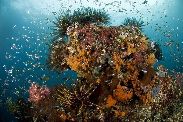 Indian Ocean, Indonesia, Papua, Raja Ampat. Reef panorama with corals, invertebrates