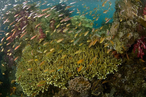 Indian Ocean, Indonesia, Raja Ampat. Reef panorama of corals and schooling anthias