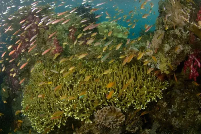 Framed Print : Indian Ocean, Indonesia, Raja Ampat. Reef panorama of corals and schooling anthias
