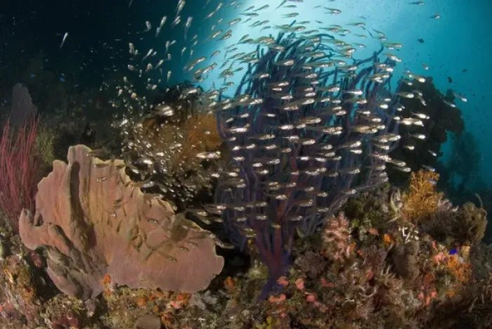 Framed Print : Indian Ocean, Indonesia, Raja Ampat. Reef panorama with corals and glassy cardinalfish Framed Print : Indian Ocean, Indonesia, Raja Ampat. Reef panorama with corals and glassy cardinalfish