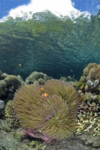 Indian Ocean, Indonesia, Raja Ampat. Coral grows near surface in mangrove habitat