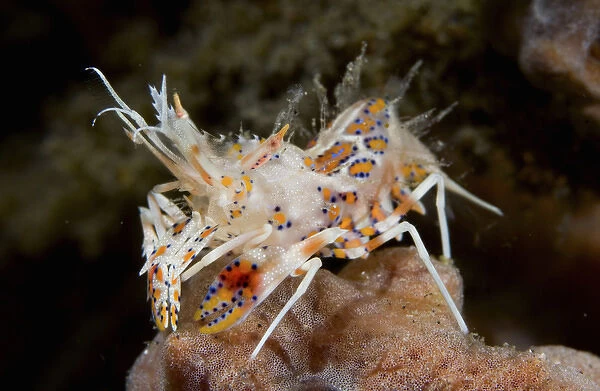 Indian Ocean, Indonesia, Sulawesi Island, Lembeh Straits. Close-up of tiny tiger shrimp
