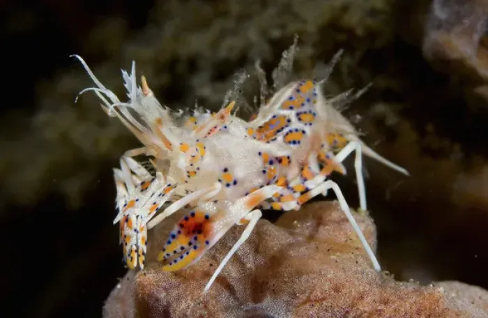 Framed Print : Indian Ocean, Indonesia, Sulawesi Island, Lembeh Straits. Close-up of tiny tiger shrimp