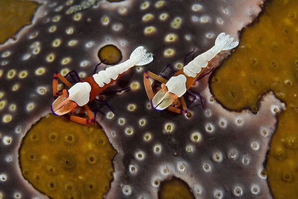 Indian Ocean, Indonesia, Sulawesi Island, Lembeh Straits. Two imperial shrimps on a sea cucumber