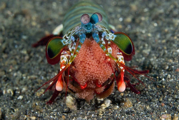 Indian Ocean, Indonesia, Sulawesi Island, Lembeh Straits. Female mantis shrimp holds eggs in mouth