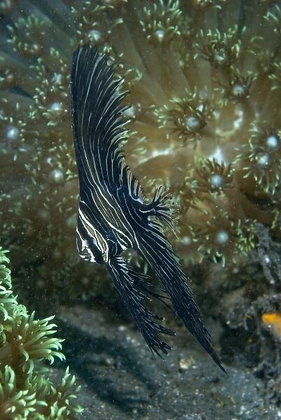 Indian Ocean, Indonesia, Sulawesi Island, Lembeh Straits. A juvenile zebra batfish amid coral