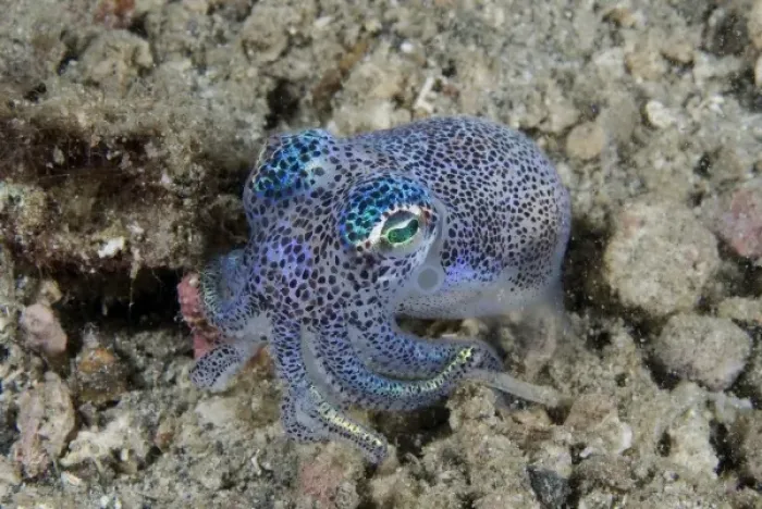 Framed Print : Indian Ocean, Indonesia, Sulawesi Island, Lembeh Straits. Bobtail squid buries itself on sea floor Framed Print : Indian Ocean, Indonesia, Sulawesi Island, Lembeh Straits. Bobtail squid buries itself on sea floor