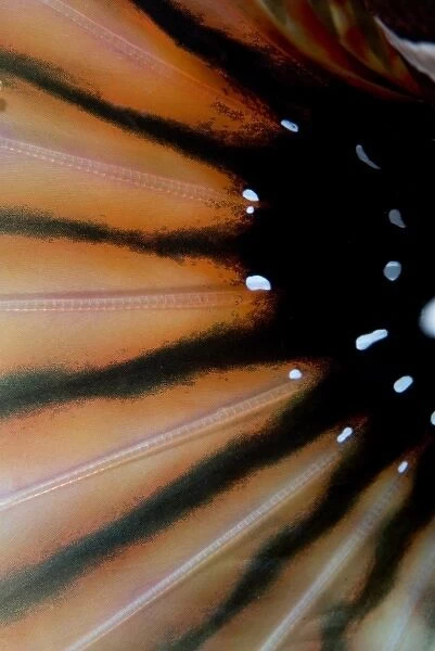 Indian Ocean, Indonesia, Sulawesi Island, Lembeh Straits. Close-up of lionfish fin