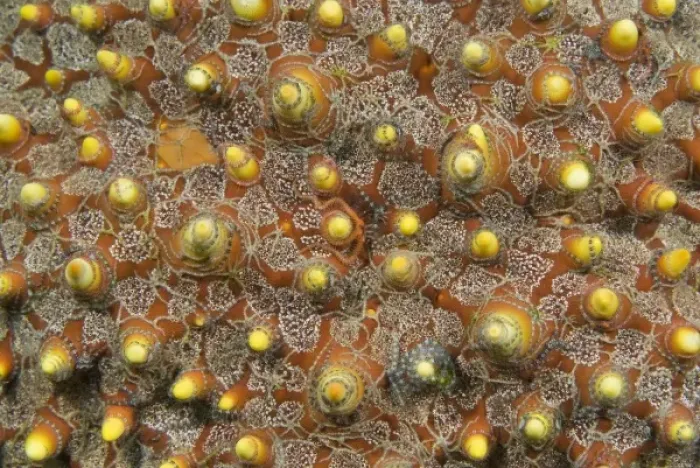 Framed Print : Indian Ocean, Indonesia, Sulawesi Island, Lembeh Straits. Tiny brittle stars are