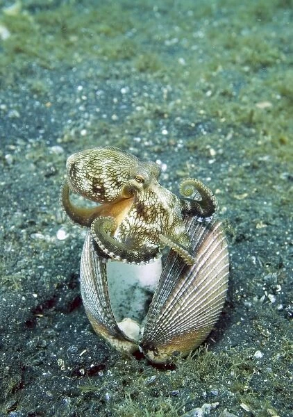 Indian Ocean, Indonesia, Sulawesi Island, Lembeh Straits. An octopus claims a clam shell as a home