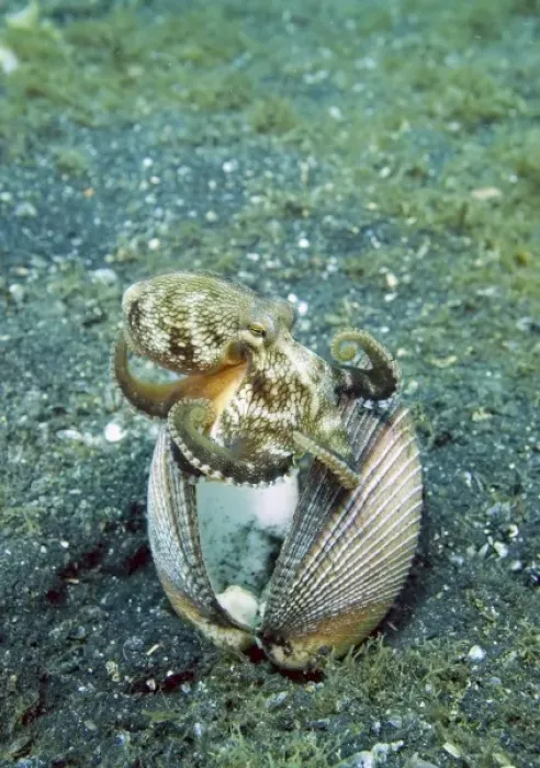 Framed Print : Indian Ocean, Indonesia, Sulawesi Island, Lembeh Straits. An octopus claims a clam shell as a home Framed Print : Indian Ocean, Indonesia, Sulawesi Island, Lembeh Straits. An octopus claims a clam shell as a home