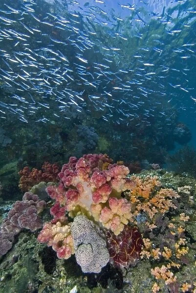 Indian Ocean, Indonesia, Triton Bay. School of silversides fish swim over soft coral