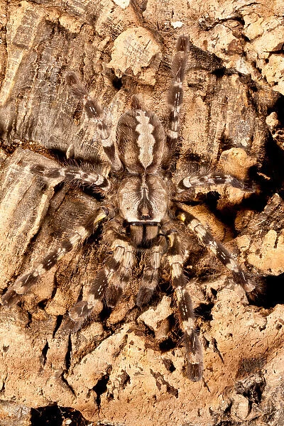 Indian Ornamental Tree Spider, Poecilotheria regalis