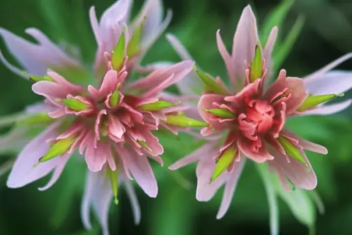 Framed Print : Indian Paintbrush, Banff NP, Alberta, Canada