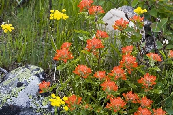Indian paintbrush and biscuitroot wildflowers with western serviceberry in the Many