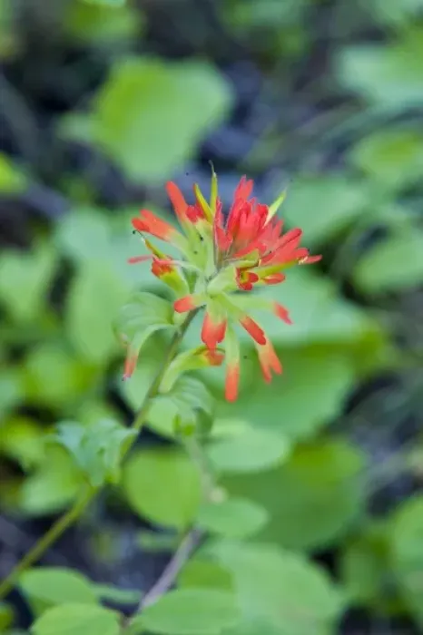 Framed Print : Indian paintbrush blooms in the Whitefish Range in Montana Framed Print : Indian paintbrush blooms in the Whitefish Range in Montana