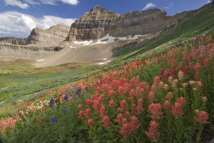 Framed Print : Indian Paintbrush, (Castilleja sp. ) and Lupine, Mount Timpanogas in distance, Mount