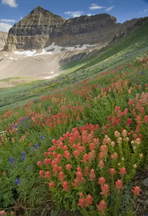 Framed Print : Indian Paintbrush, (Castilleja sp. ) and Lupine, Mount Timpanogas in distance, Mount Framed Print : Indian Paintbrush, (Castilleja sp. ) and Lupine, Mount Timpanogas in distance, Mount