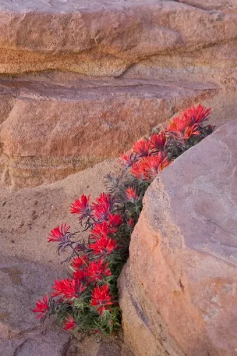 Framed Print : Indian Paintbrush flowers in sandstone formation at Zion National Park in Utah Framed Print : Indian Paintbrush flowers in sandstone formation at Zion National Park in Utah