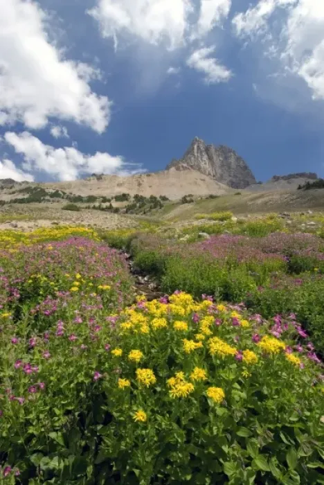 Framed Print : Indian Paintbrush and Monkey Flwoers, Alaska Basin, Targhee National Forest, Idaho Framed Print : Indian Paintbrush and Monkey Flwoers, Alaska Basin, Targhee National Forest, Idaho