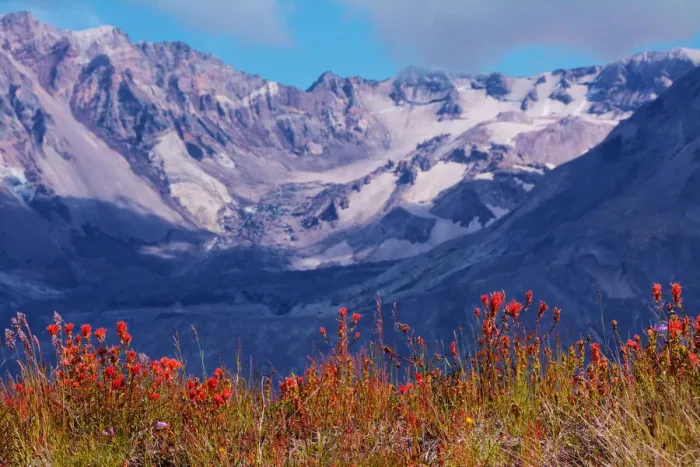 Framed Print : Indian paintbrush, Mount St. Helens National Volcanic Monument, Washington State, USA Framed Print : Indian paintbrush, Mount St. Helens National Volcanic Monument, Washington State, USA
