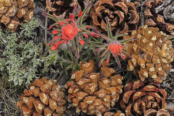 Indian paintbrush and pine cones in Great Basin National Park, Nevada, USA