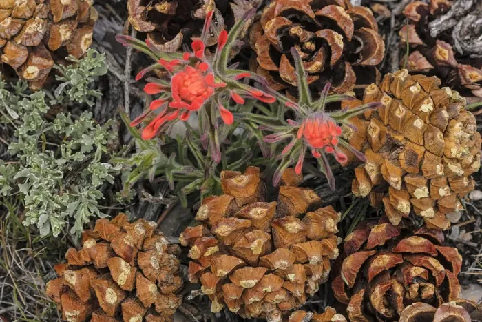 Framed Print : Indian paintbrush and pine cones in Great Basin National Park, Nevada, USA