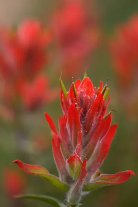 Framed Print : Indian Paintbrush, Scarlet Paintbrush, Castilleja Miniata, Scrophulariaceae, Figwort Framed Print : Indian Paintbrush, Scarlet Paintbrush, Castilleja Miniata, Scrophulariaceae, Figwort