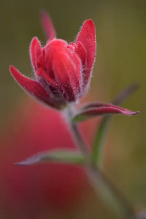 Framed Print : Indian Paintbrush, Scarlet Paintbrush, Castilleja Miniata, Scrophulariaceae, Figwort