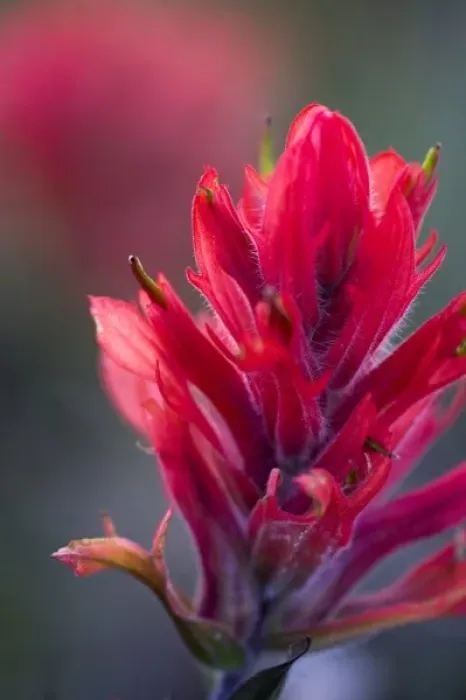 Framed Print : Indian Paintbrush, Scarlet Paintbrush, Castilleja Miniata, Scrophulariaceae, Figwort