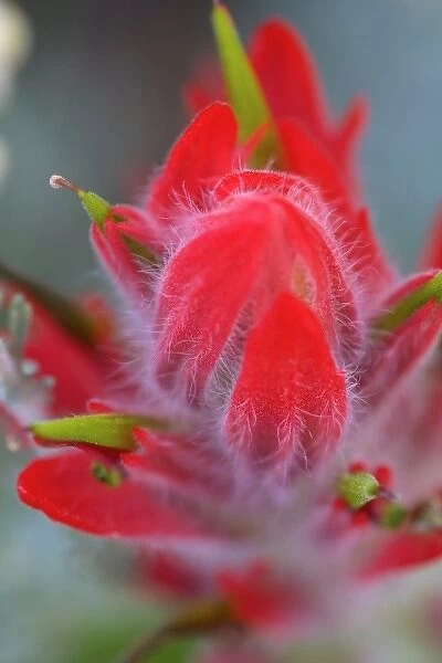 Indian Paintbrush, Scarlet Paintbrush, Castilleja Miniata, Scrophulariaceae, Figwort