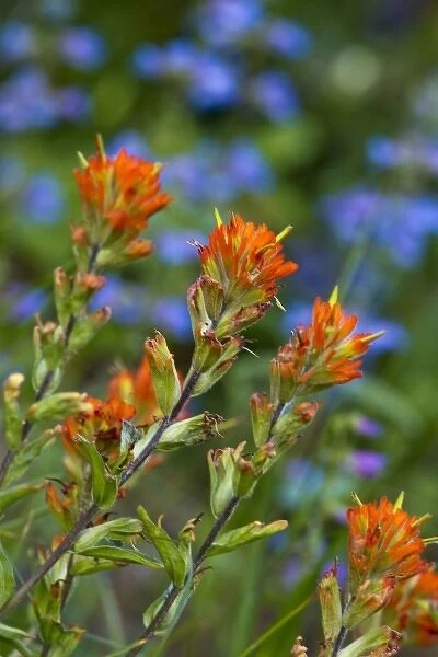 Indian Paintbrush with shrubby penstemon in background in Glacier National Park, Montana