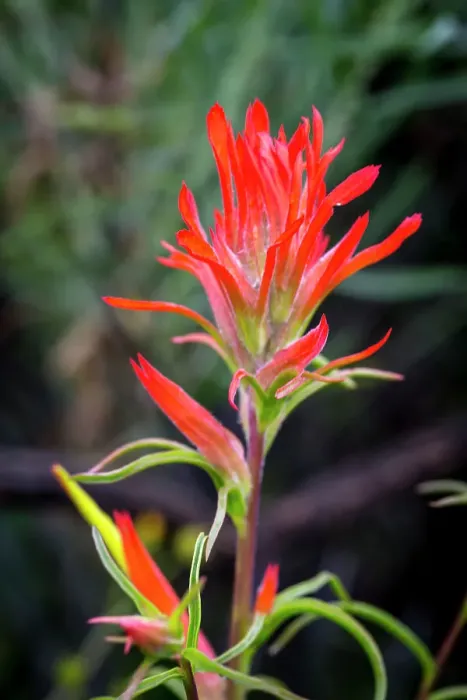 Framed Print : Indian paintbrush in Utah Framed Print : Indian paintbrush in Utah