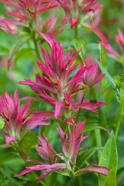 Indian paintbrush wildflower in Glacier National Park in Montana