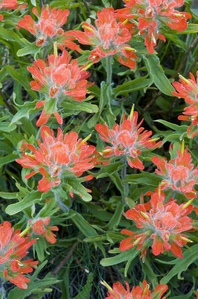Indian paintbrush wildflowers in the Many Glacier Valley of Glacier National Park