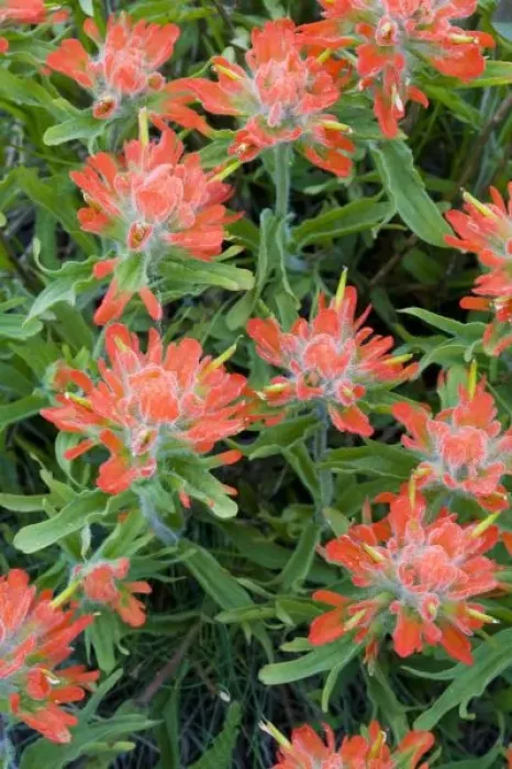 Framed Print : Indian paintbrush wildflowers in the Many Glacier Valley of Glacier National Park Framed Print : Indian paintbrush wildflowers in the Many Glacier Valley of Glacier National Park