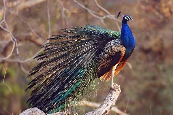 Indian Peacock with partially open feathers, Ranthambhor National Park, India
