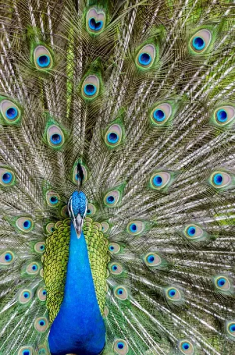 Framed Print : Indian peacock (Pavo cristatus), Waimea Valley Audubon Park, North Shore, Oahu, Hawaii Framed Print : Indian peacock (Pavo cristatus), Waimea Valley Audubon Park, North Shore, Oahu, Hawaii
