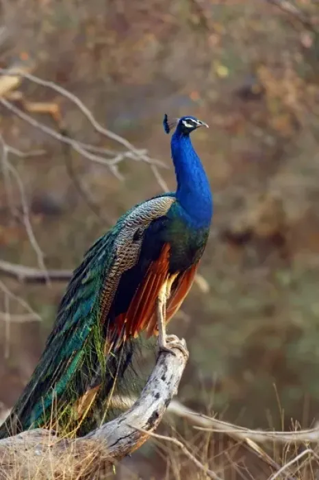 Framed Print : Indian Peacock on a perch, Ranthambhor National Park, India Framed Print : Indian Peacock on a perch, Ranthambhor National Park, India