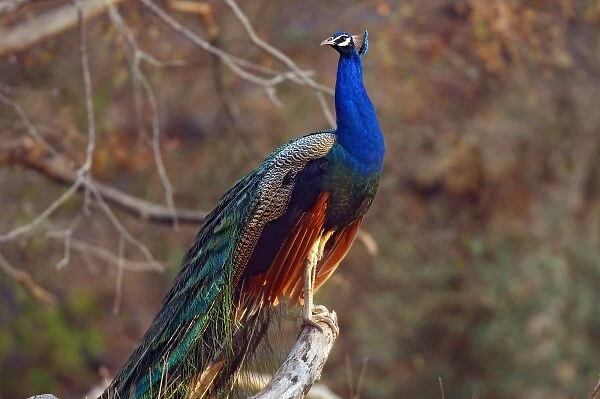 Indian Peacock on a perch, Ranthambhor National Park, India
