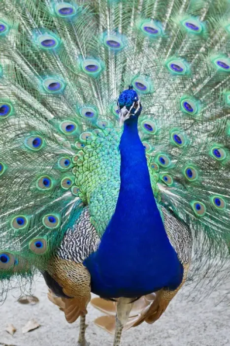 Framed Print : Indian Peafowl (Pavo cristata) male peacock strutting Framed Print : Indian Peafowl (Pavo cristata) male peacock strutting