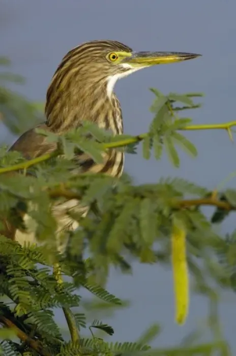 Framed Print : Indian Pond Heron (Ardeola grayii). Bharatpur National Park or Keoladeo Ghana Sanctuary