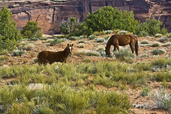 Indian ponies, free range, Canyon de Chelly, National Monument, Chinle, USA