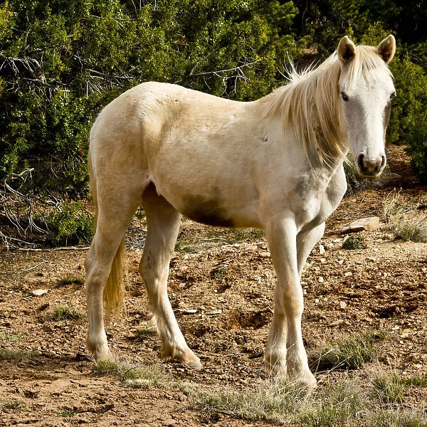 Indian pony, free range, Canyon de Chelly, National Monument, Chinle, USA
