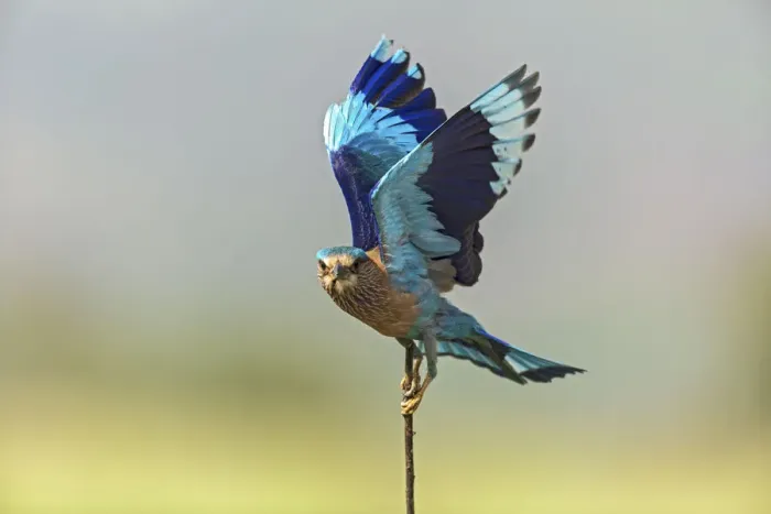 Framed Print : Indian Roller, Corbett National Park, India Framed Print : Indian Roller, Corbett National Park, India