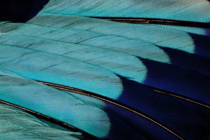 Framed Print : Indian Roller wing feathers