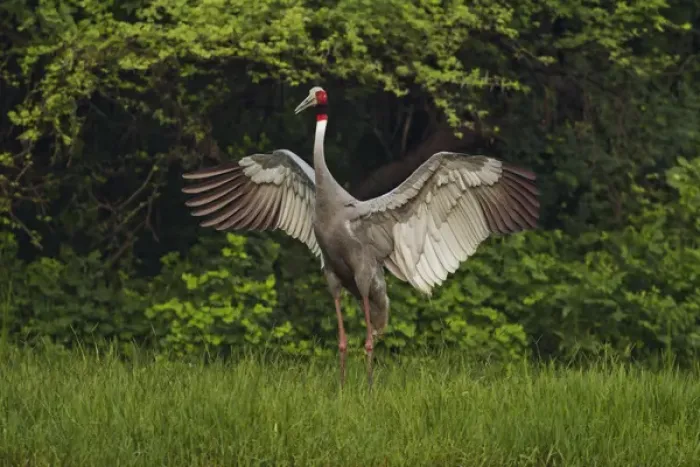 Framed Print : Indian Saras Crane, flapping wings, Keoladeo National Park, India Framed Print : Indian Saras Crane, flapping wings, Keoladeo National Park, India